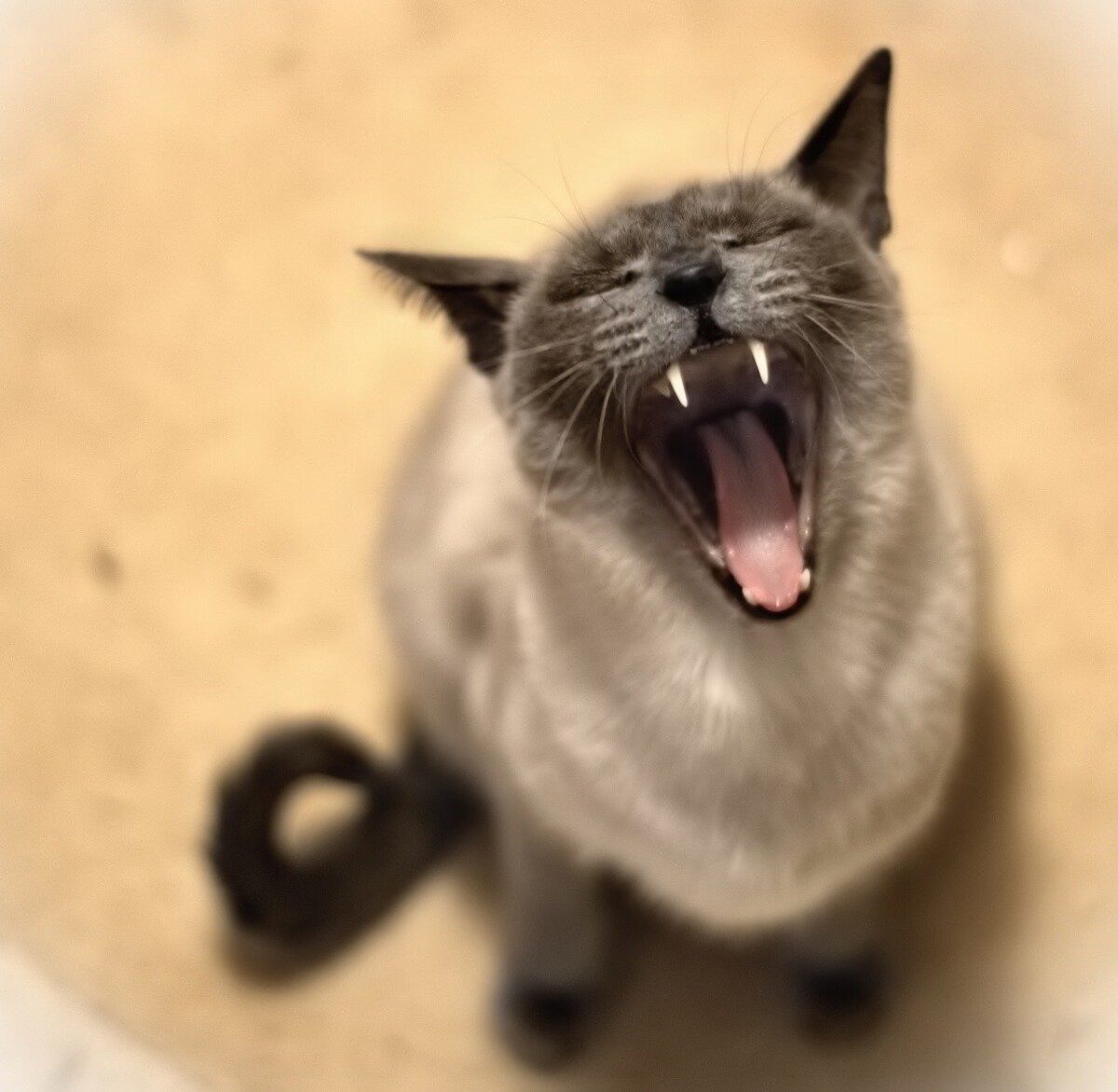 Vampire-like cat. Photo: Pixabay.com