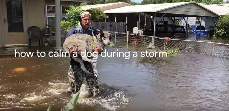 Google search - how to calm a dog during a storm