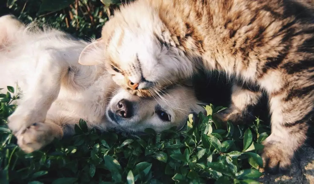 Cat and dog - photo: Pexels.com