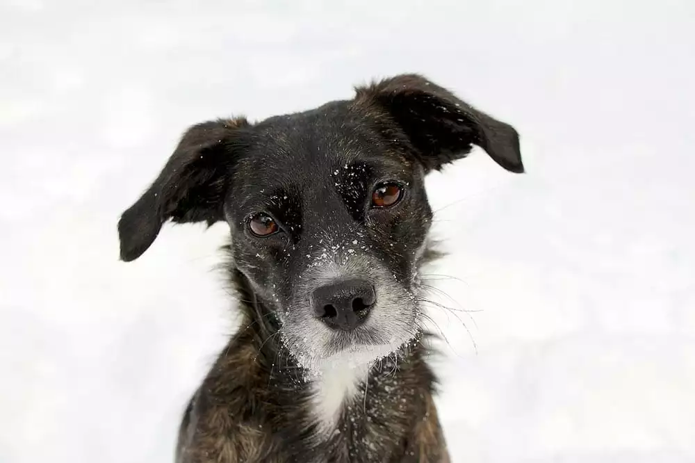 Dog - photo: Pixabay