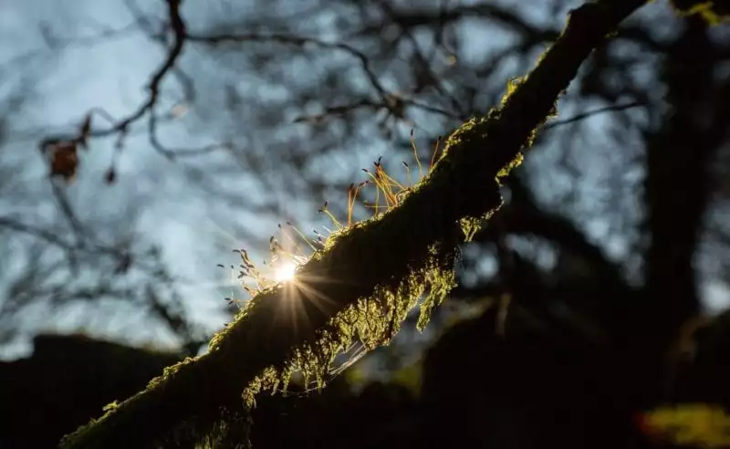 Rewilding Britain