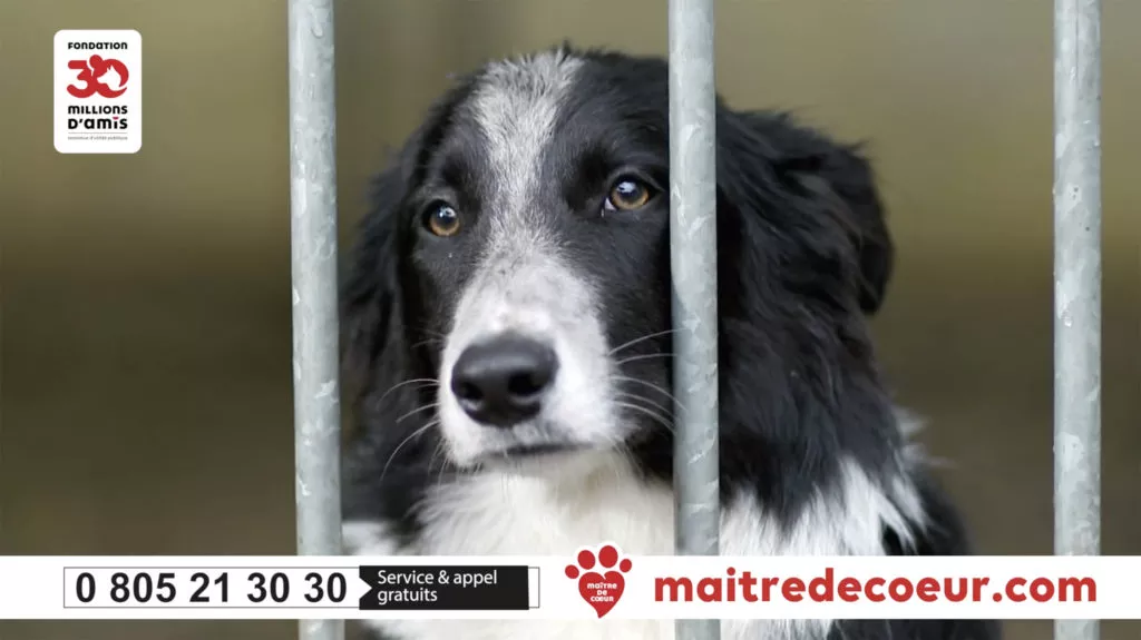 Dog in 30 Million appeal video