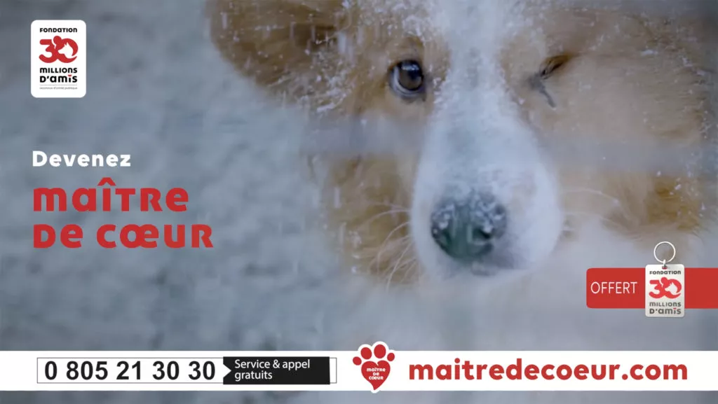 Dog in 30 Million appeal video