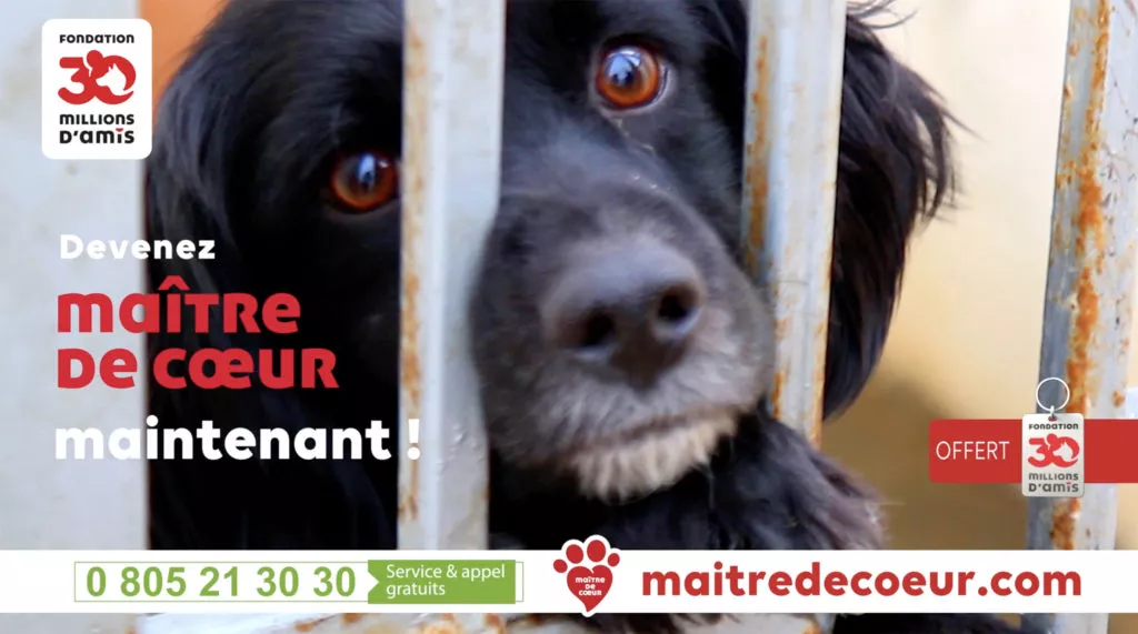 Dog in 30 Million appeal video