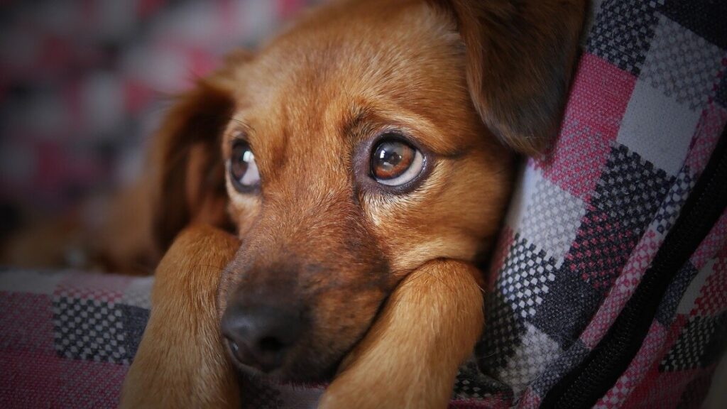 a sad eyed brown dog gazes out from a blanket