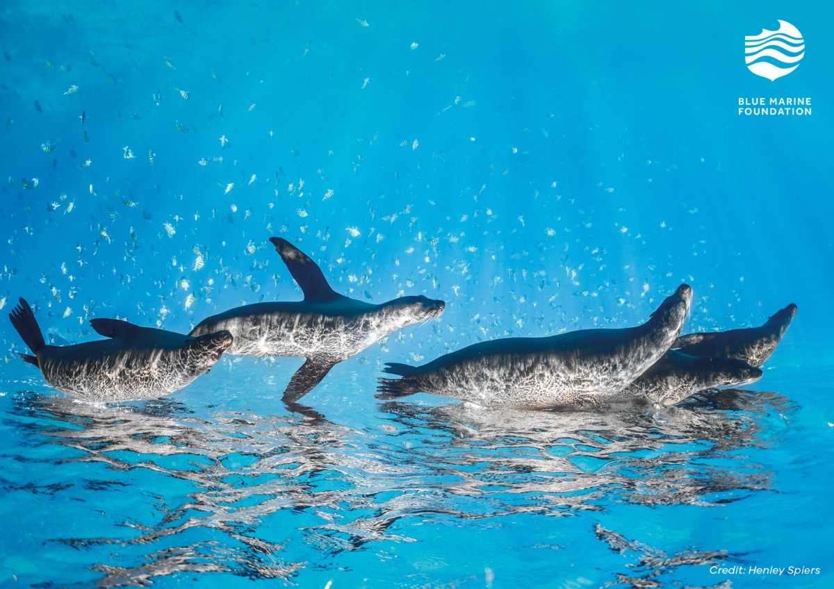 Seals, with Blue Marin Foundation logo. Photo: Henley Spiers