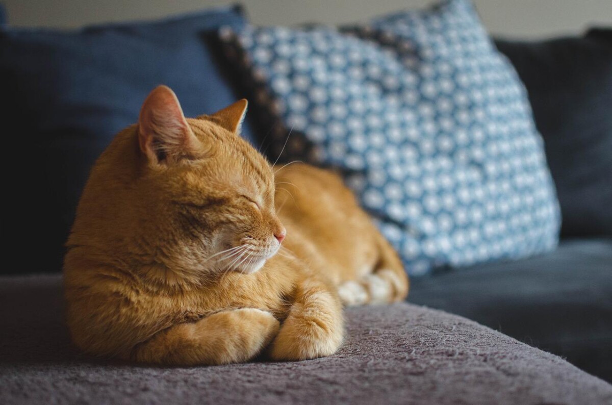 ginger cat