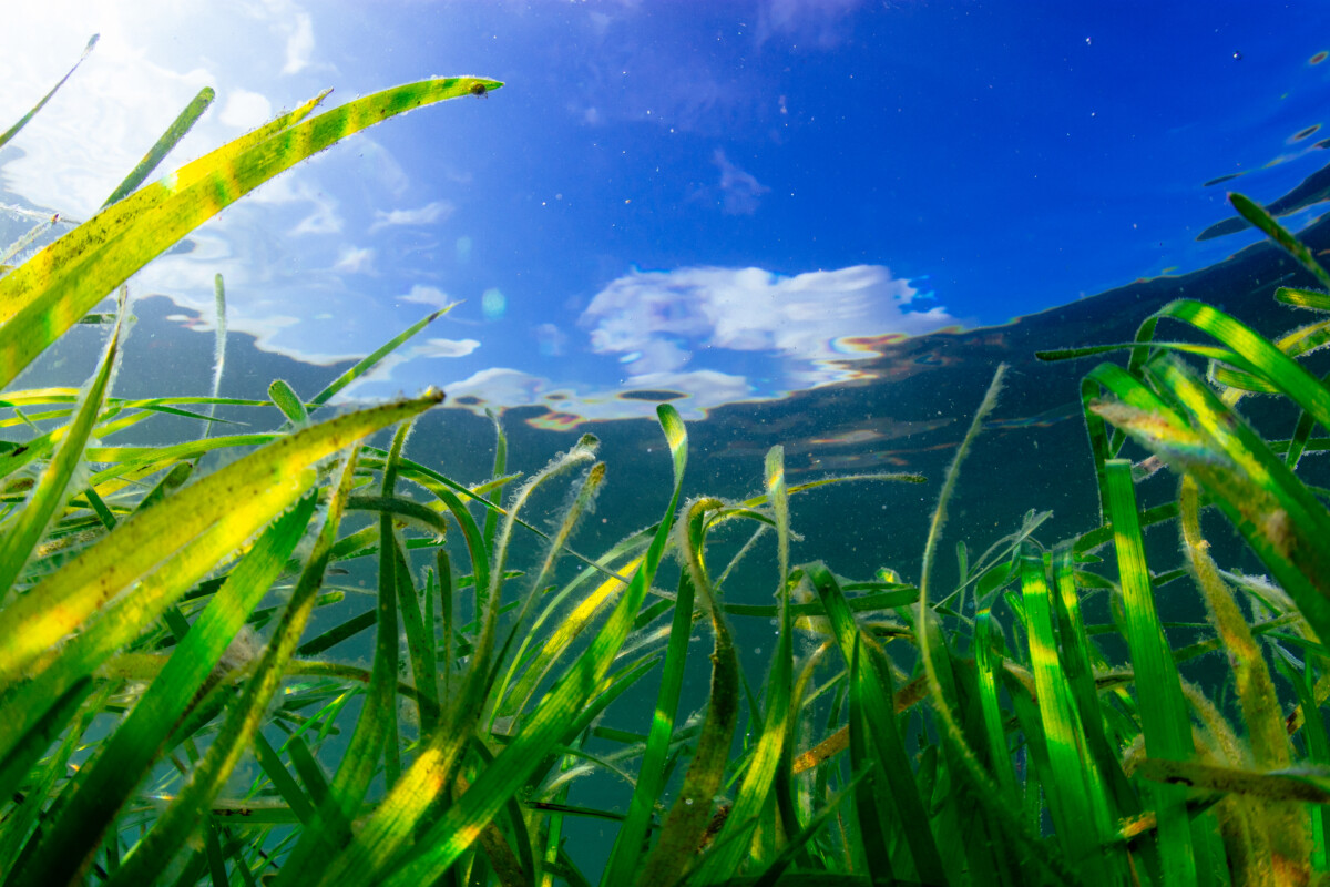 Seagrass. Copyright: Lewis Jefferies, WWF UK