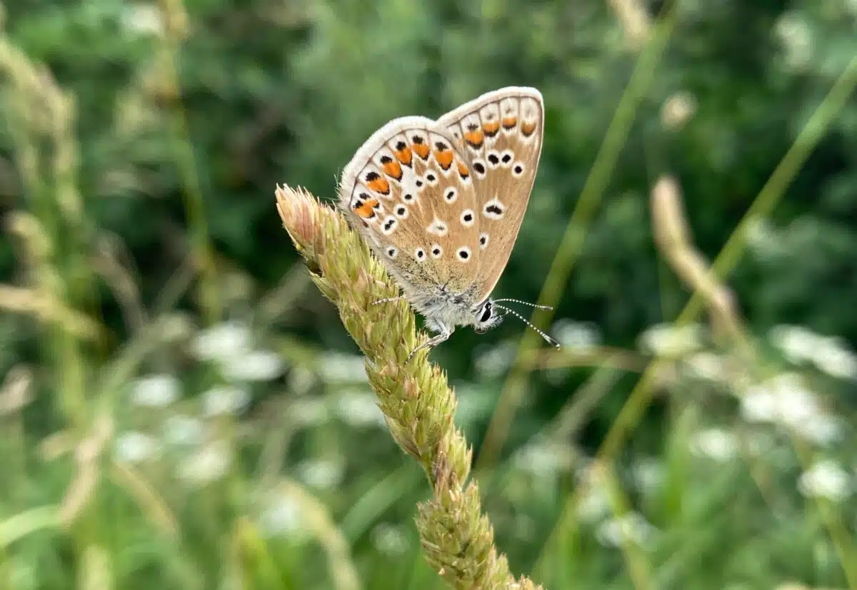 Common Blue butterfly on grass. Copyright Melanie May