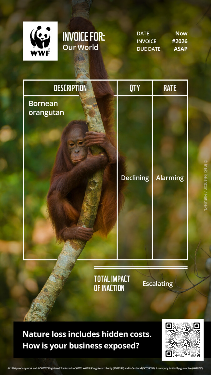 WWF UK Nature's invoice, showing young orangutan in a tree.