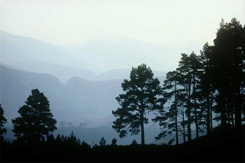 Abernethy Forest - image: RSPB